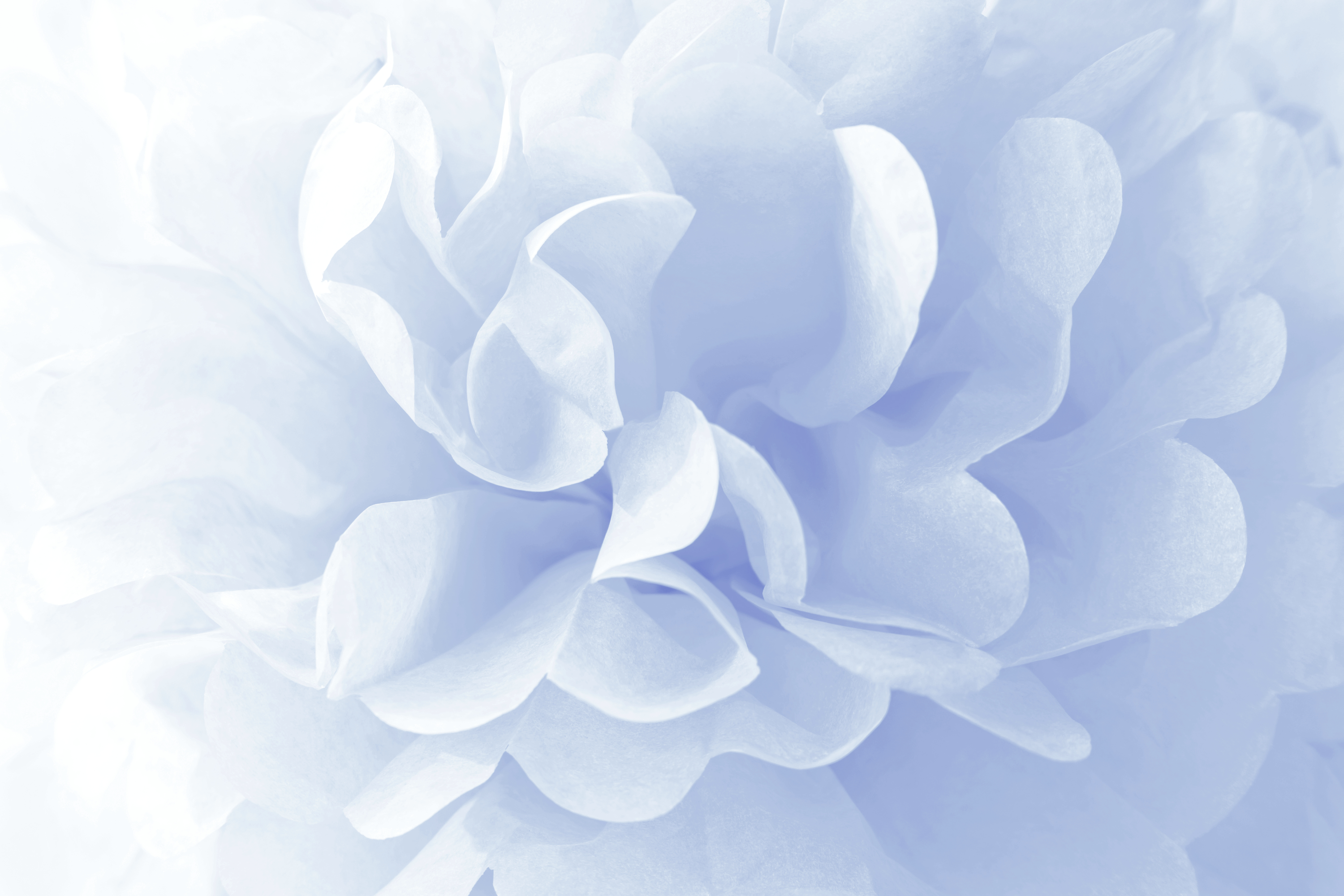 Imagem de uma flor azul