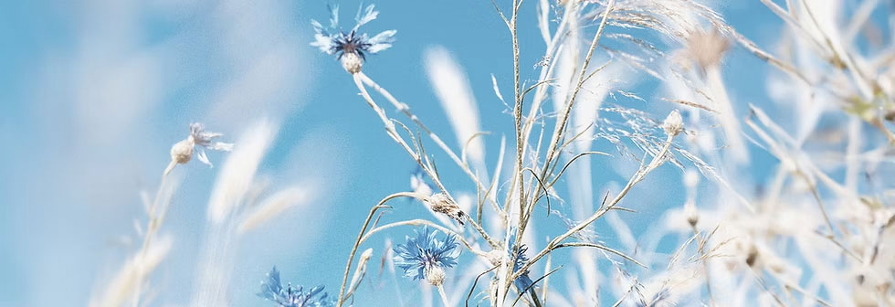 Campo florido e céu azul