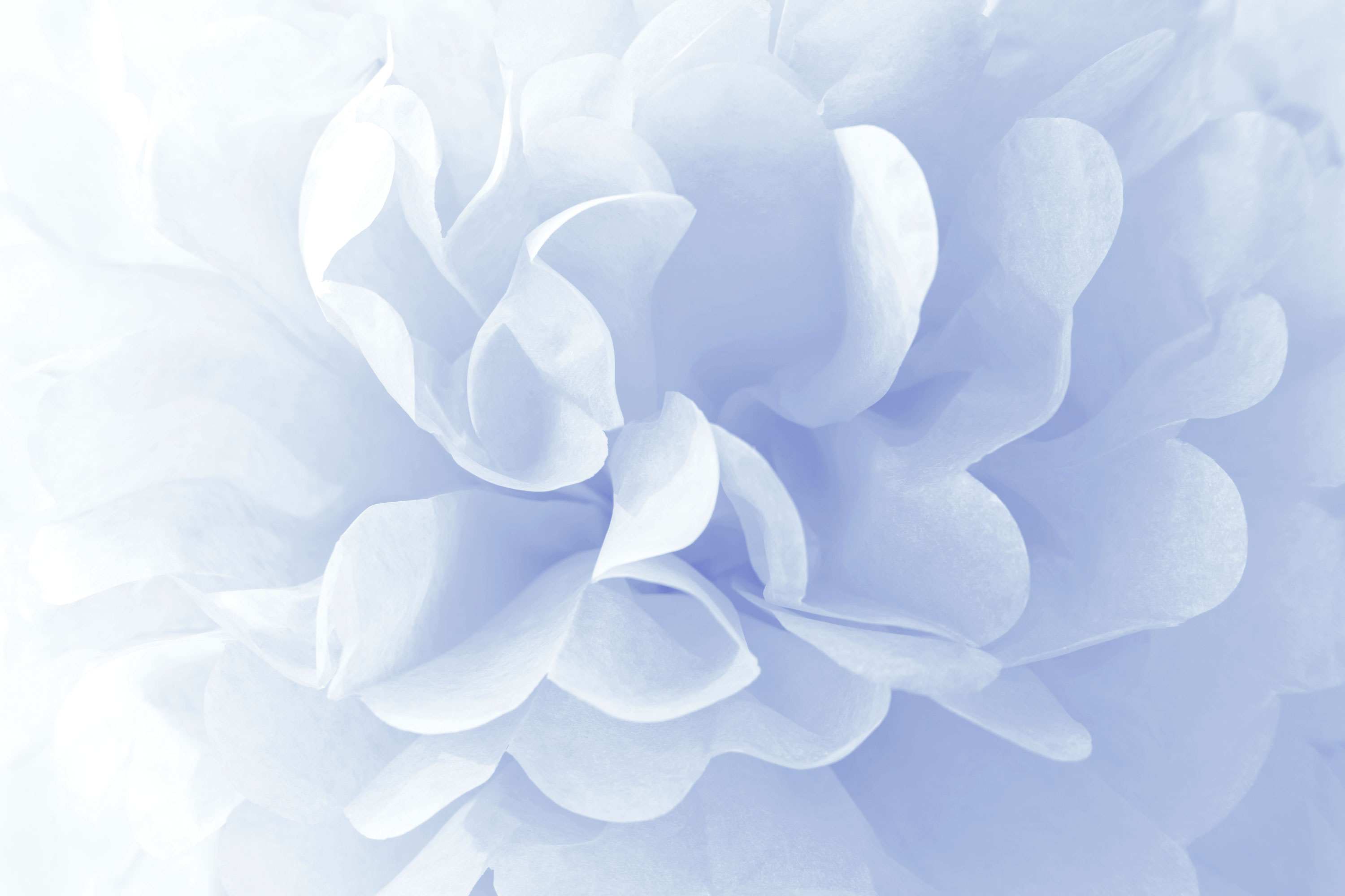 Imagem de uma flor azul